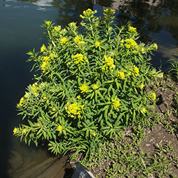 Eufrbia Erva-Toupeira